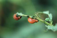 Doryphores - Larves consommant un plant de pomme de terre (Leptinotarsa decemlineata)